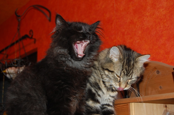 daß ich nicht lache...jpg